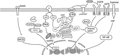 G Protein-Coupled Estrogen Receptor: A Potential Therapeutic Target in Cancer